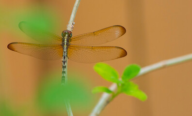 Dragonfly