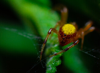 spider on a leaf