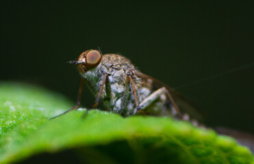 Mosquito on leaf