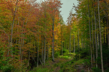Fototapeta premium fall season golden time October mountain forest landscape scenic view and lonely peaceful path
