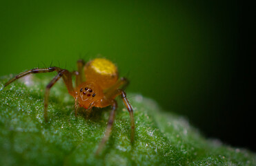 spider on leaf