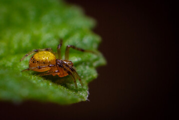 spider on a leaf