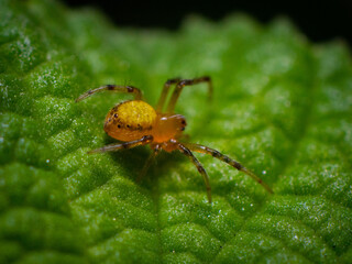 spider on a leaf