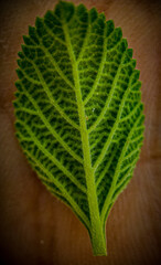green leaf of a tree