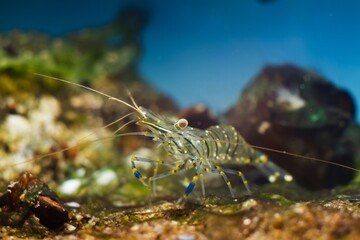 saltwater rockpool shrimp in Black Sea marine biotope aquarium, typical decapod crustacean species search for food on algae covered stones in littoral zone bottom, natural design