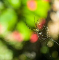 spider web with dew