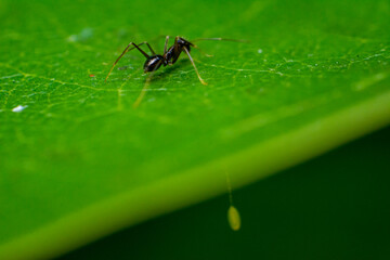 ant on leaf