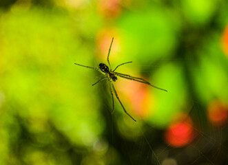 spider on a leaf