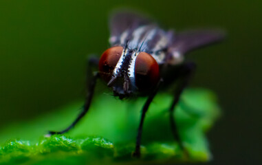fly on leaf
