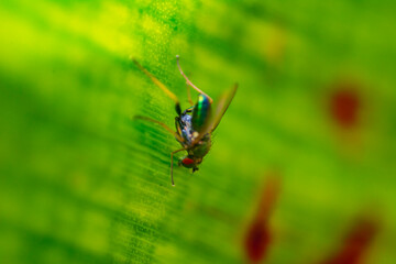 Bug on leaf