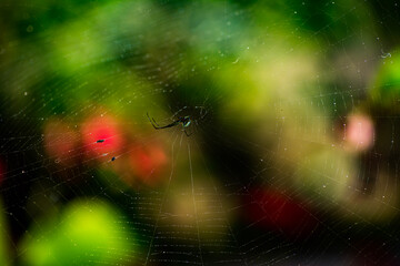 spider web with dew
