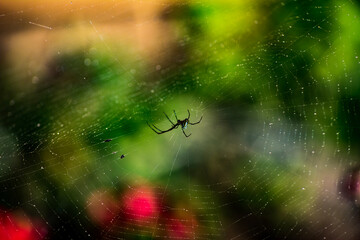 spider web with dew drops