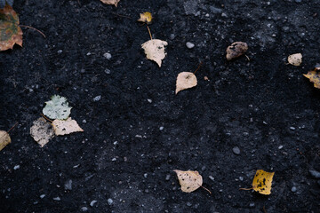 Fototapeta premium autumn leaves on the ground