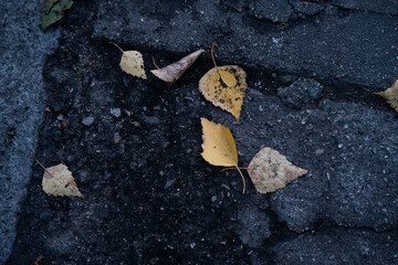autumn leaves on the ground
