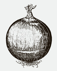 Round red onion with roots and brittle top. Illustration after an antique engraving from the 19th century