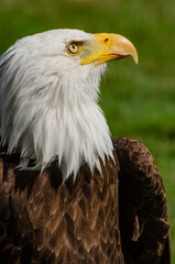 Great Bald Eagle Looking Up