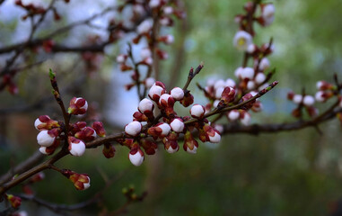 branch with buds of fruit tree, spring day,