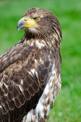 Young Bald Eagle Stares in the Distance