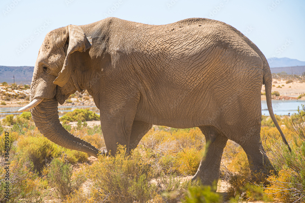 Wall mural elephant in the wild