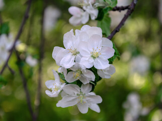 blooming fruit tree with beautiful flowers, spring day