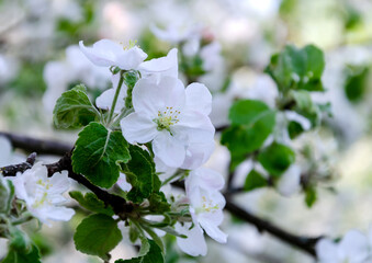blooming fruit tree with beautiful flowers, spring day