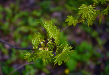 maple green leaves blossomed from buds on a branch in spring