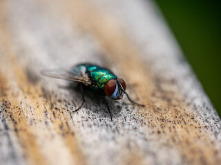 fly on wood
