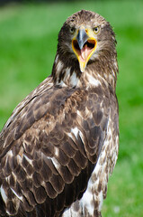 Young Bald Eagle Squawks