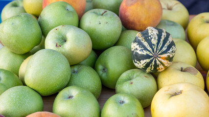 different apples and  one  little decorative green pumpkin, different concept, 