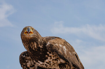 Eagle Ready to Fly