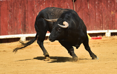 poderoso toro negro con grandes cuernos
