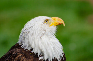 Bald Eagle Looking Upward