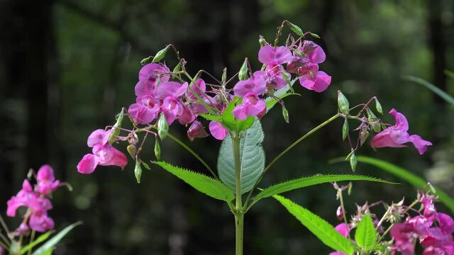 Pink flowers and ripe green seed pods of Himalayan balsam (Impatiens glandulifera).