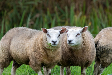 Schafe aus Holland