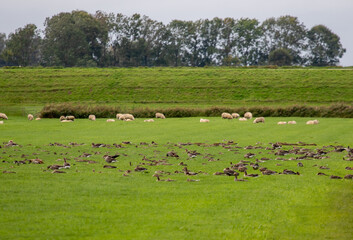 Graugänse im Schutz des Grases