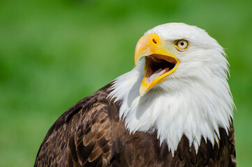 Bald Eagle Portrait