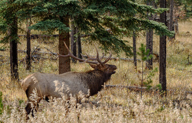 A large bull elk in jasper national park