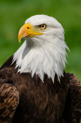 Fototapeta premium Bald Eagle Stares