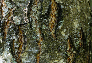 Fragment of the texture of the tree bark close-up