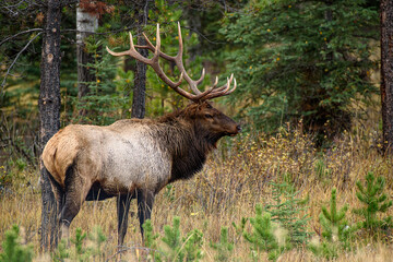 Naklejka na ściany i meble A large bull elk in jasper national park
