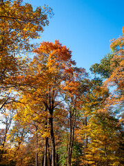 colorful trees in the forest in the fall