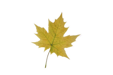fallen yellow maple leaf on white background