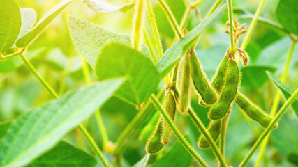 Unripe green pods of soybeans on the stems of plants growing in an agricultural field in the rays of the dawn sun. Selective focus.