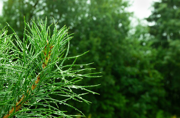 Fototapeta na wymiar pine tree stands close-up in drops of rain dew against a background of green bokeh