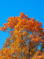 colorful trees in the forest in the fall