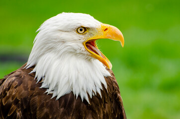 Fototapeta premium Bald Eagle Beak Open