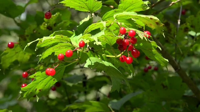 Red berries of the  guelder rose (Viburnum opulus).