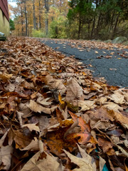 fallen leaves in the driveway in the fall