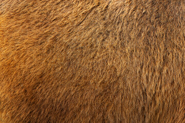 A brown background with a hairy texture. Camel hair.