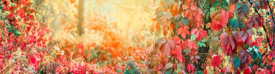 Autumn landscape, banner with space for text - a view of the foliage of the virgin ivy climbing the tree trunks in the rays of the autumn sun